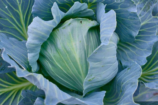 Cabbage Head Fresh Growing Garden Organic Vegetable Background Agriculture Concept — Stock Photo, Image