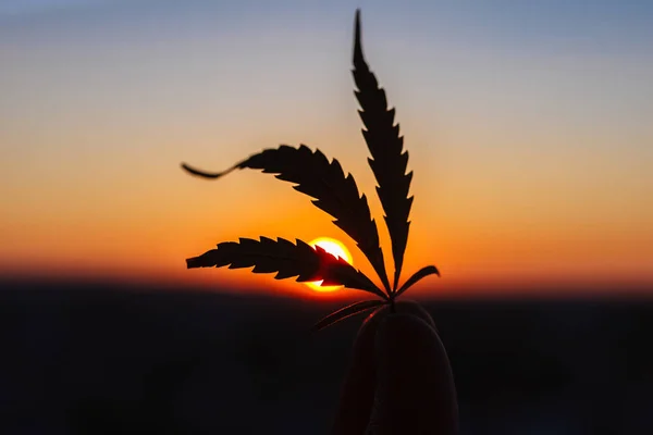 Leaf Cannabis Hand Setting Sun Blurred Background Sky Marijuana Sunset — Stock Photo, Image