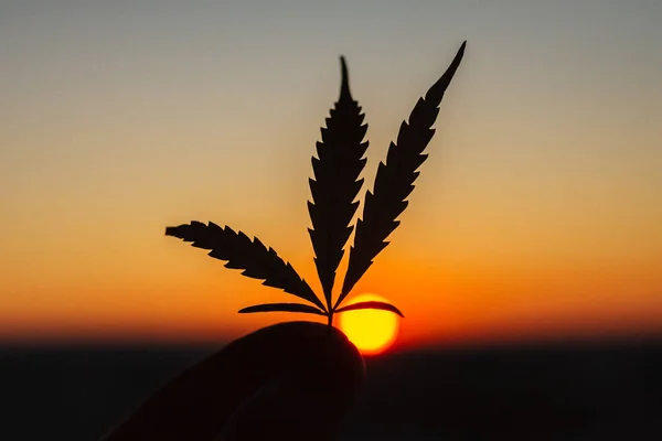 Leaf Cannabis Hand Setting Sun Blurred Background Sky Marijuana Sunset — Stock Photo, Image