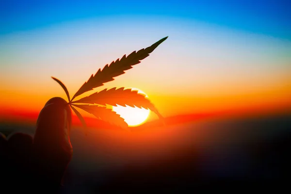 Cannabis Blatt Der Hand Horizont Mit Sonnenuntergang Marihuana Blätter Vor — Stockfoto