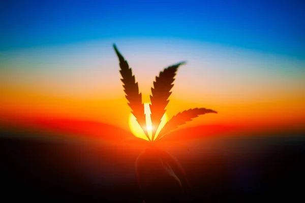 Cannabis Blad Hand Aan Horizon Met Zonsondergang Marihuana Bladeren Tegen — Stockfoto