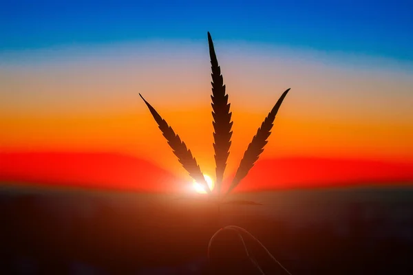 Конопляний Лист Руці Горизонті Заходом Сонця Маріупольське Листя Тлі Красивого — стокове фото