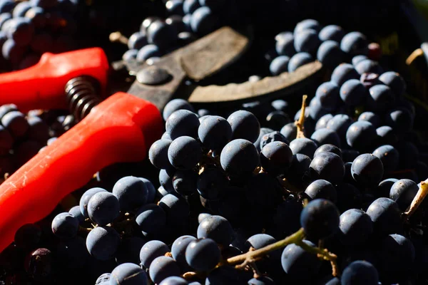 Uvas Azuis Para Vinificação Uvas Ramo Vinha Itália Tesoura Vermelha — Fotografia de Stock