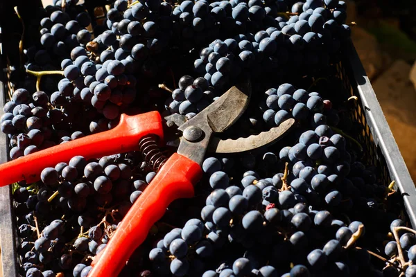 Uvas Azules Para Vinificación Uvas Rama Viñedo Italia Tijeras Rojas — Foto de Stock