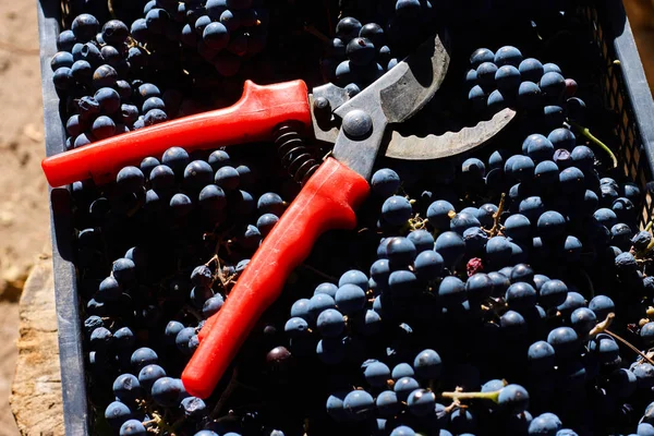 Синій Виноград Виноробства Виноград Філію Виноградники Італії Червоний Ножиці Ящик — стокове фото