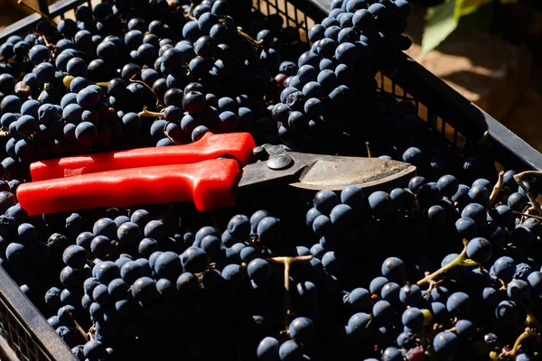 Blue Grapes Winemaking Grapes Branch Vineyard Italy Red Scissors Drawer — Stock Photo, Image