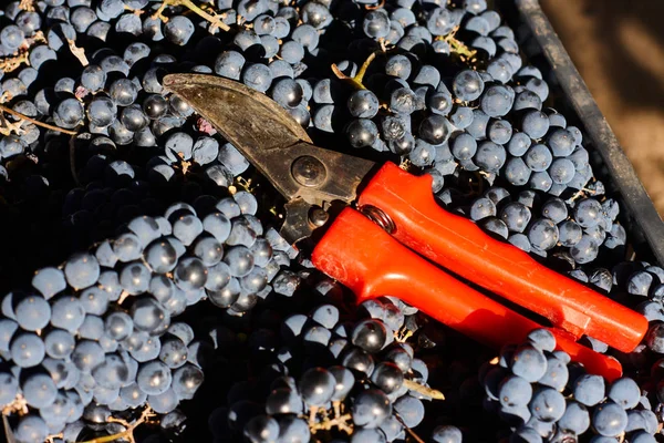 Blue Grapes Winemaking Grapes Branch Vineyard Italy Red Scissors Drawer — Stock Photo, Image