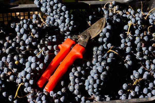 Blue Grapes Winemaking Grapes Branch Vineyard Italy Red Scissors Drawer — Stock Photo, Image