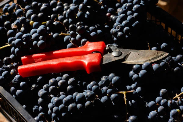 Blauwe Druiven Voor Wijnbouw Druiven Tak Wijngaard Italië Rode Schaar — Stockfoto