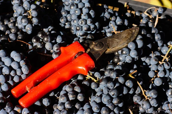 Blauwe Druiven Voor Wijnbouw Druiven Tak Wijngaard Italië Rode Schaar — Stockfoto