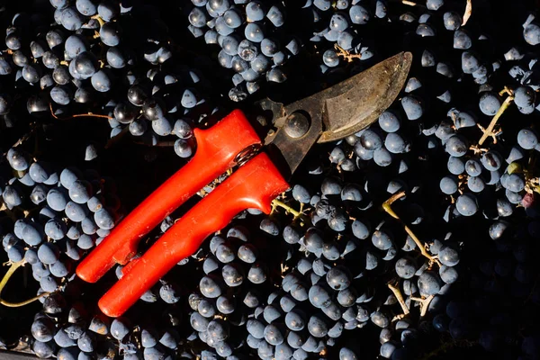 Blue Grapes Winemaking Grapes Branch Vineyard Italy Red Scissors Drawer — Stock Photo, Image