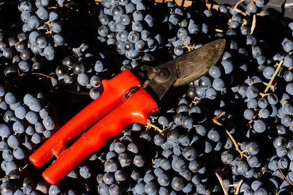 Blauwe Druiven Voor Wijnbouw Druiven Tak Wijngaard Italië Rode Schaar — Stockfoto