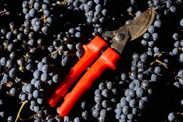 Синій Виноград Виноробства Виноград Філію Виноградники Італії Червоний Ножиці Ящик — стокове фото