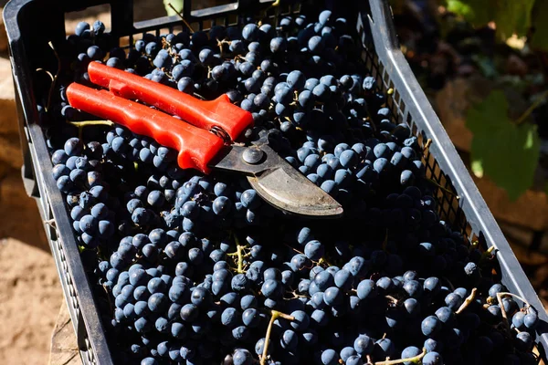 Blue Grapes Winemaking Grapes Branch Vineyard Italy Red Scissors Drawer — Stock Photo, Image