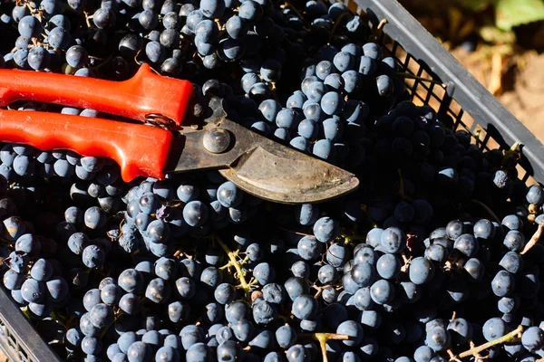 Blue Grapes Winemaking Grapes Branch Vineyard Italy Red Scissors Drawer — Stock Photo, Image