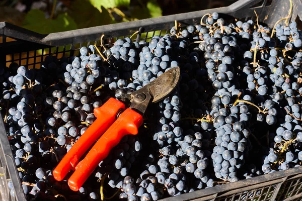 Uvas Azuis Para Vinificação Uvas Ramo Vinha Itália Tesoura Vermelha — Fotografia de Stock