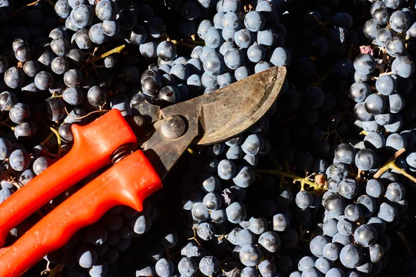 Blue Grapes Winemaking Grapes Branch Vineyard Italy Red Scissors Drawer — Stock Photo, Image