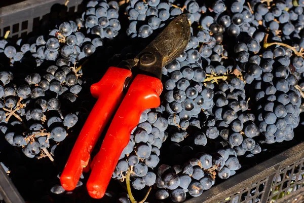 Modré Hrozny Pro Výrobu Vína Hrozny Větvi Vinici Itálii Červené — Stock fotografie