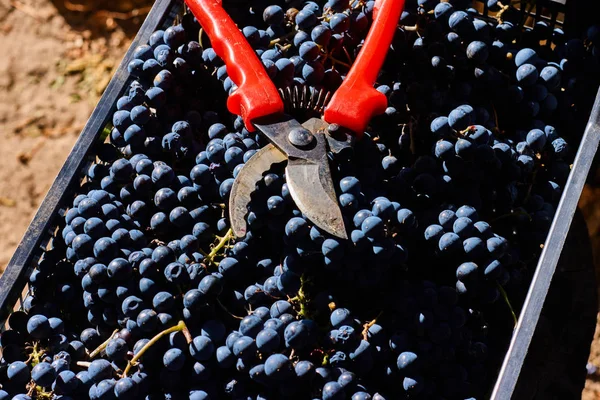 Modré Hrozny Pro Výrobu Vína Hrozny Větvi Vinici Itálii Červené — Stock fotografie