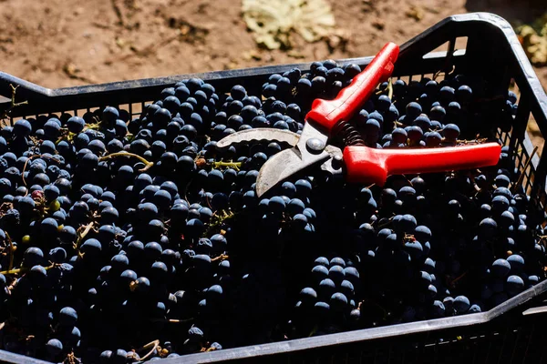 Uvas Azules Para Vinificación Uvas Rama Viñedo Italia Tijeras Rojas — Foto de Stock