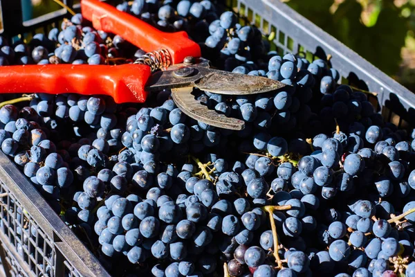 Uvas Azules Para Vinificación Uvas Rama Viñedo Italia Tijeras Rojas — Foto de Stock