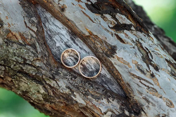 Two wedding gold rings on tree branch with bark texture close-up