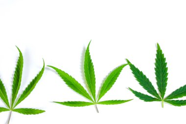 Beyaz arka plan üzerinde marihuana yeşil esrar var. Kenevir, Gence yaprak. Resim duvar kağıdı üstten görünüm, kapat