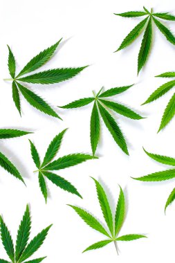 Beyaz arka plan üzerinde marihuana yeşil esrar var. Kenevir, Gence yaprak. Resim duvar kağıdı üstten görünüm, kapat