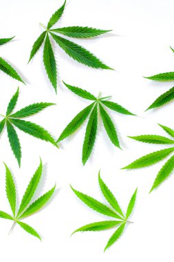 Beyaz arka plan üzerinde marihuana yeşil esrar var. Kenevir, Gence yaprak. Resim duvar kağıdı üstten görünüm, kapat