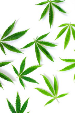 Beyaz arka plan üzerinde marihuana yeşil esrar var. Kenevir, Gence yaprak. Resim duvar kağıdı üstten görünüm, kapat