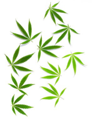 Beyaz arka plan üzerinde marihuana yeşil esrar var. Kenevir, Gence yaprak. Resim duvar kağıdı üstten görünüm, kapat