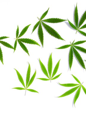 Beyaz arka plan üzerinde marihuana yeşil esrar var. Kenevir, Gence yaprak. Resim duvar kağıdı üstten görünüm, kapat