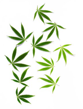 Beyaz arka plan üzerinde marihuana yeşil esrar var. Kenevir, Gence yaprak. Resim duvar kağıdı üstten görünüm, kapat