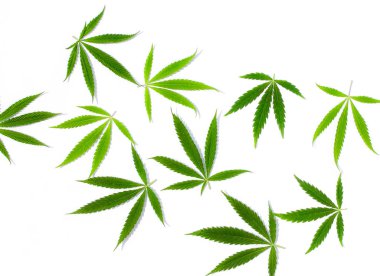 Beyaz arka plan üzerinde marihuana yeşil esrar var. Kenevir, Gence yaprak. Resim duvar kağıdı üstten görünüm, kapat