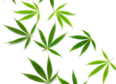 Beyaz arka plan üzerinde marihuana yeşil esrar var. Kenevir, Gence yaprak. Resim duvar kağıdı üstten görünüm, kapat