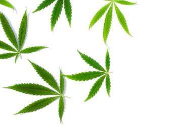 Beyaz arka plan üzerinde marihuana yeşil esrar var. Kenevir, Gence yaprak. Resim duvar kağıdı üstten görünüm, kapat