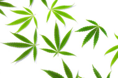 Beyaz arka plan üzerinde marihuana yeşil esrar var. Kenevir, Gence yaprak. Resim duvar kağıdı üstten görünüm, kapat