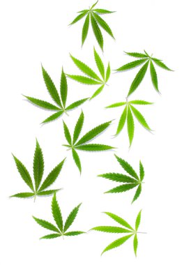 Beyaz arka plan üzerinde marihuana yeşil esrar var. Kenevir, Gence yaprak. Resim duvar kağıdı üstten görünüm, kapat