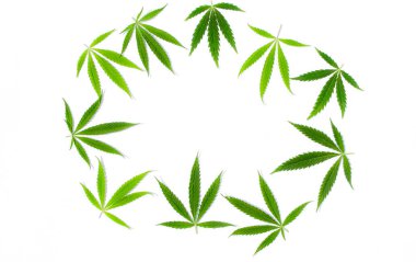 Beyaz arka plan üzerinde marihuana yeşil esrar var. Kenevir, Gence yaprak. Resim duvar kağıdı üstten görünüm, kapat