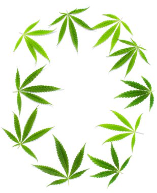 Beyaz arka plan üzerinde marihuana yeşil esrar var. Kenevir, Gence yaprak. Resim duvar kağıdı üstten görünüm, kapat