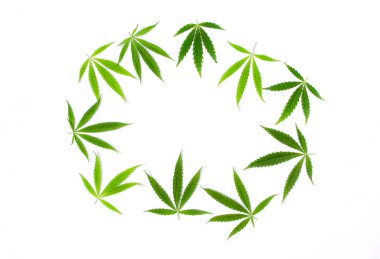 Beyaz arka plan üzerinde marihuana yeşil esrar var. Kenevir, Gence yaprak. Resim duvar kağıdı üstten görünüm, kapat