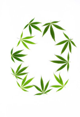 Beyaz arka plan üzerinde marihuana yeşil esrar var. Kenevir, Gence yaprak. Resim duvar kağıdı üstten görünüm, kapat