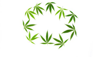 Beyaz arka plan üzerinde marihuana yeşil esrar var. Kenevir, Gence yaprak. Resim duvar kağıdı üstten görünüm, kapat