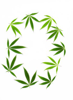 Beyaz arka plan üzerinde marihuana yeşil esrar var. Kenevir, Gence yaprak. Resim duvar kağıdı üstten görünüm, kapat