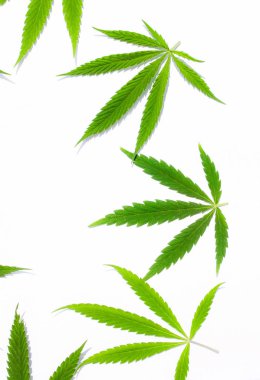 Beyaz arka plan üzerinde marihuana yeşil esrar var. Kenevir, Gence yaprak. Resim duvar kağıdı üstten görünüm, kapat