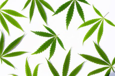 Beyaz arka plan üzerinde marihuana yeşil esrar var. Kenevir, Gence yaprak. Resim duvar kağıdı üstten görünüm, kapat