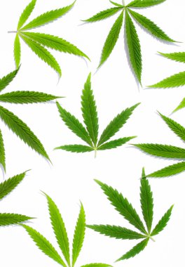 Beyaz arka plan üzerinde marihuana yeşil esrar var. Kenevir, Gence yaprak. Resim duvar kağıdı üstten görünüm, kapat