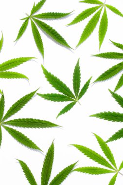 Beyaz arka plan üzerinde marihuana yeşil esrar var. Kenevir, Gence yaprak. Resim duvar kağıdı üstten görünüm, kapat
