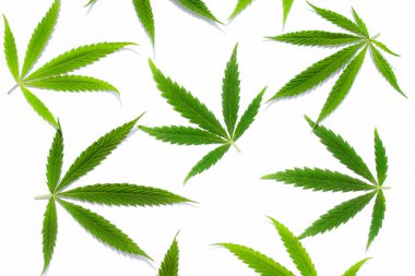 Beyaz arka plan üzerinde marihuana yeşil esrar var. Kenevir, Gence yaprak. Resim duvar kağıdı üstten görünüm, kapat