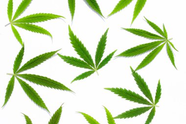 Beyaz arka plan üzerinde marihuana yeşil esrar var. Kenevir, Gence yaprak. Resim duvar kağıdı üstten görünüm, kapat